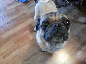 Taken shortly after eating a one-pound bag of Iams cat food, I shit you not.